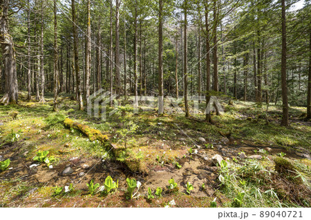 水芭蕉の群生 89040721