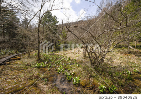 水芭蕉の群生 水芭蕉の群生 89040828