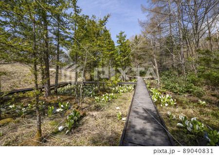 水芭蕉の群生 89040831