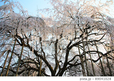 満開の枝垂れ桜 89041028