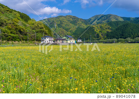 田んぼをつかった花畑 田んぼをつかった花畑 89041078