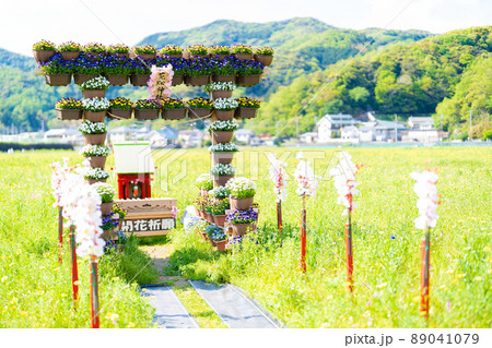 田んぼをつかった花畑 89041079