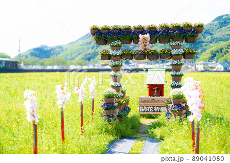 田んぼをつかった花畑 田んぼをつかった花畑 89041080