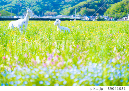 田んぼをつかった花畑 89041081