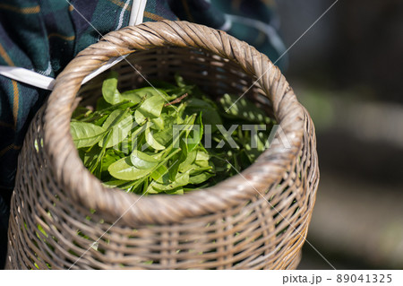 茶摘み　腰につけた籠とお茶の葉 89041325