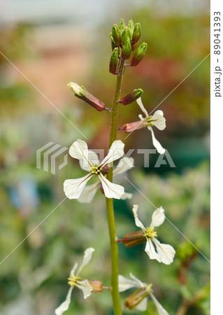ルッコラの花 ルッコラの花 89041393
