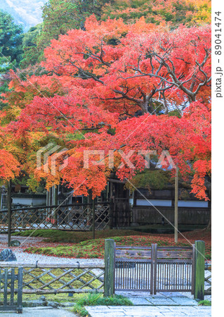 紅葉の雷山千如寺大悲王院 紅葉の雷山千如寺大悲王院 89041474