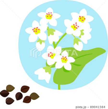そばの花とそばの実 89041564