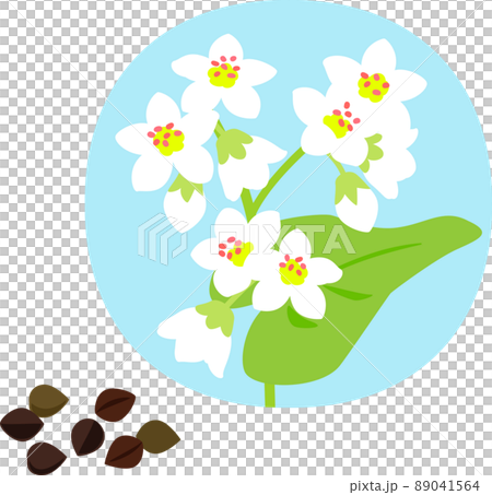 そばの花とそばの実 89041564