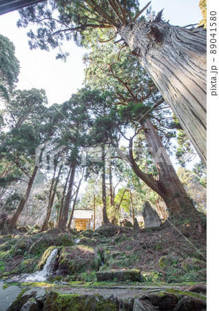湧水源今木神社と天然杉　滝の頭水源池　秋田県 89041580