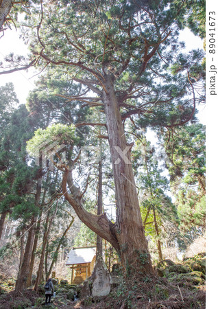 滝の頭水源の巨大天然杉と今木神社 秋田県 滝の頭水源の巨大天然杉と今木神社 秋田県 89041673