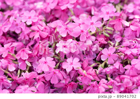 満開の芝桜 89041702