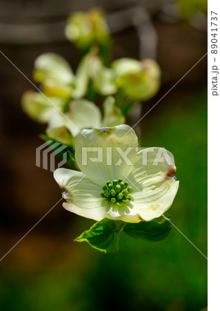 花水木 花水木 89041737