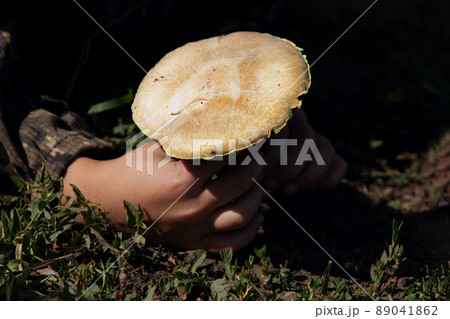 Kids hand picking champignon on grass background. Gathering wild mushrooms. Kids hand picking champignon on grass background. Gathering wild mushrooms. 89041862