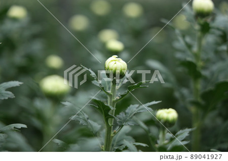 渥美の電照菊 渥美の電照菊 89041927