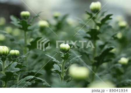 渥美の電照菊 89041934