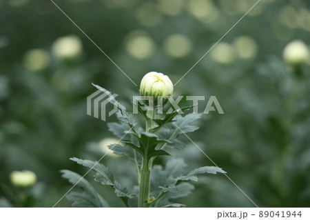 渥美の電照菊 渥美の電照菊 89041944