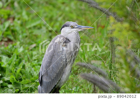 雨上がりの草地のアオサギ Gray heron in the grassland after the 雨上がりの草地のアオサギ Gray heron in the grassland after the 89042012