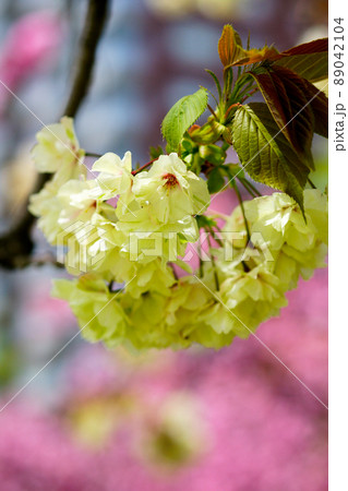 桜 化粧咲きの鬱金桜 (うこんざくら) 桜 化粧咲きの鬱金桜 (うこんざくら) 89042104