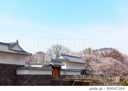 桜 サクラ さくら 霞城公園 桜 サクラ さくら 霞城公園 89042164