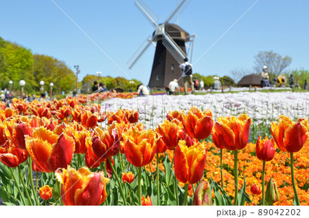 色とりどりの花が咲き誇る風車の丘 89042202