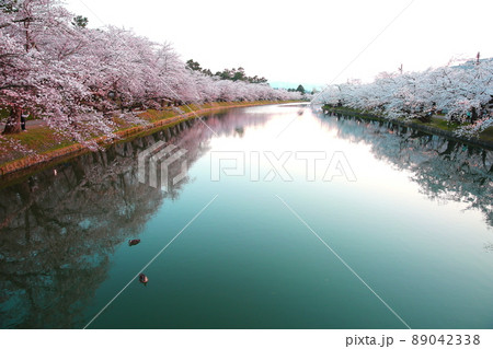 弘前公園西濠の夕方の満開の桜 89042338