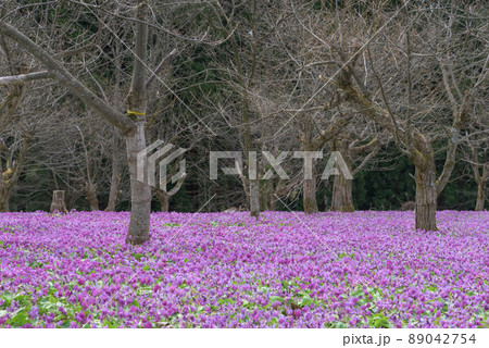 かたくり群生の郷　仙北市西木町 89042754