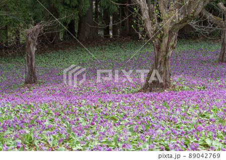 かたくり群生の郷 仙北市西木町 かたくり群生の郷 仙北市西木町 89042769