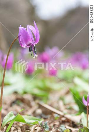 かたくり群生の郷 仙北市西木町 かたくり群生の郷 仙北市西木町 89042803