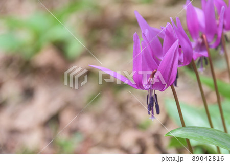 かたくり群生の郷　仙北市西木町 89042816