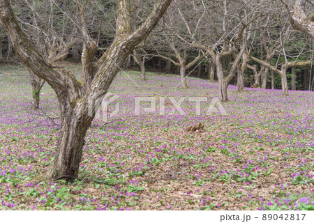 かたくり群生の郷　仙北市西木町 89042817