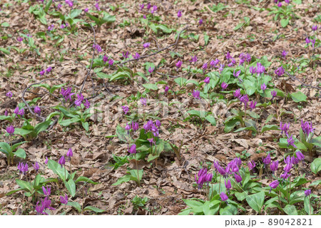 かたくり群生の郷　仙北市西木町 89042821