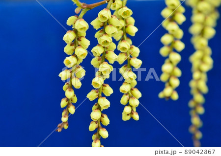 キブシの花 キブシの花 89042867