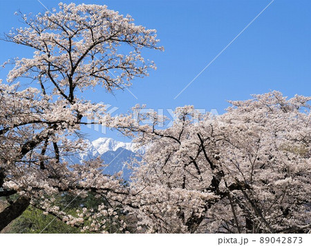 山梨県　南アルプスと清春芸術村の桜　4月 89042873