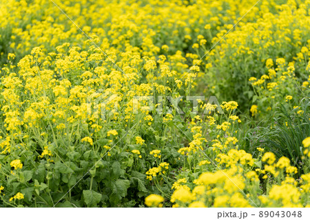 満開の菜の花 89043048