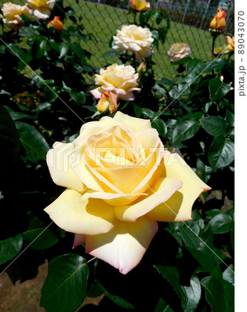 バラ　ピース　岡野町公園 89043070