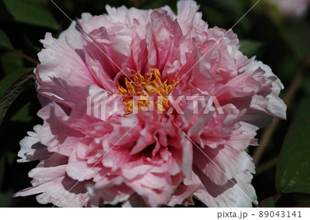 折り紙のような寒牡丹 折り紙のような寒牡丹 89043141