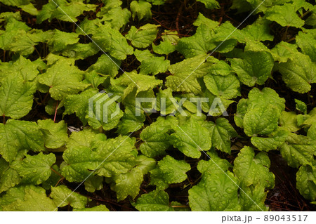 雨に濡れた葉 89043517