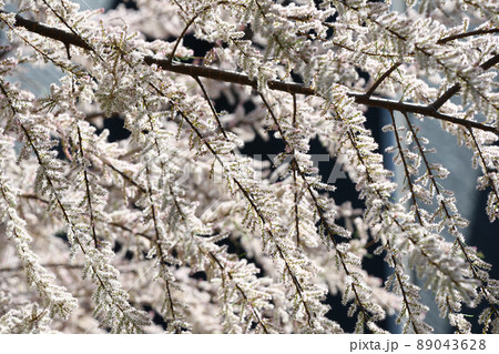 ギョリュウ(御柳) ギョリュウ(御柳) 89043628