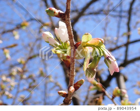 金剛桜 金剛桜 89043954
