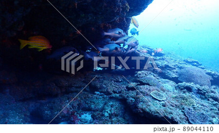 アジアコショウダイ 89044110