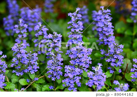 庭に咲く花　セイヨウジュウニヒトエ 89044162