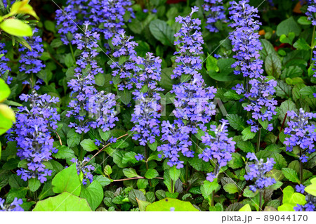 庭に咲く花　セイヨウジュウニヒトエ 89044170