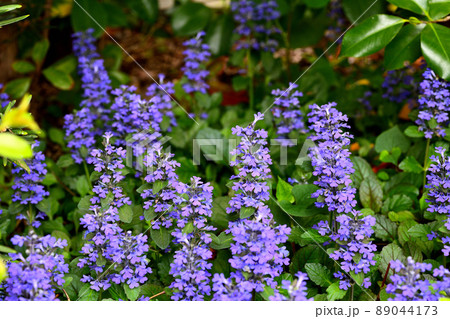 庭に咲く花 セイヨウジュウニヒトエ 庭に咲く花 セイヨウジュウニヒトエ 89044173