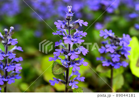 庭に咲く花　セイヨウジュウニヒトエ 89044181