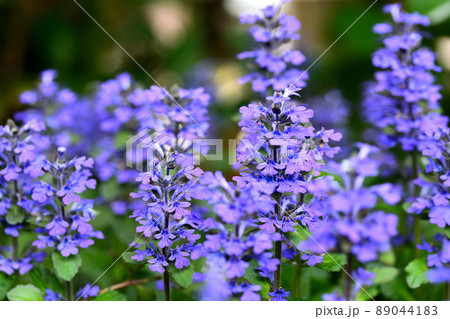 庭に咲く花　セイヨウジュウニヒトエ 89044183