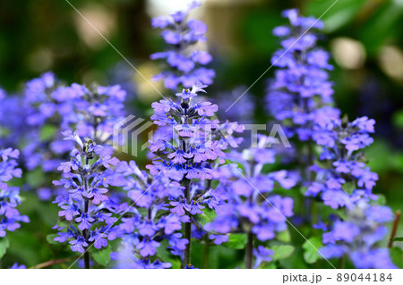 庭に咲く花 セイヨウジュウニヒトエ 庭に咲く花 セイヨウジュウニヒトエ 89044184