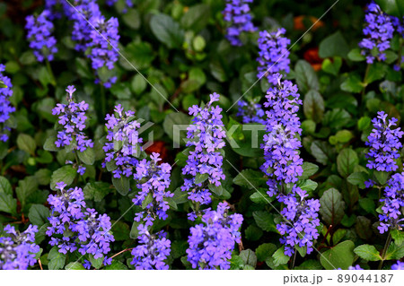 庭に咲く花 セイヨウジュウニヒトエ 庭に咲く花 セイヨウジュウニヒトエ 89044187