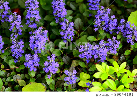 庭に咲く花　セイヨウジュウニヒトエ 89044191