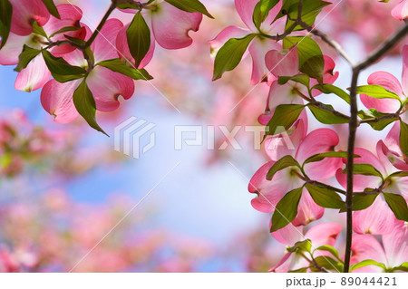 可愛いハナミズキを見上げたフレーム素材 89044421